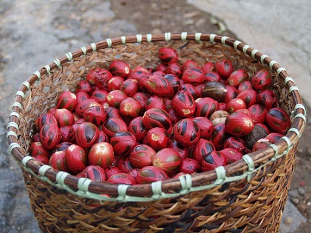 Investor AS Tertarik Pala Sitaro